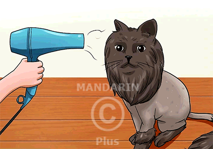 сушка кошек феном